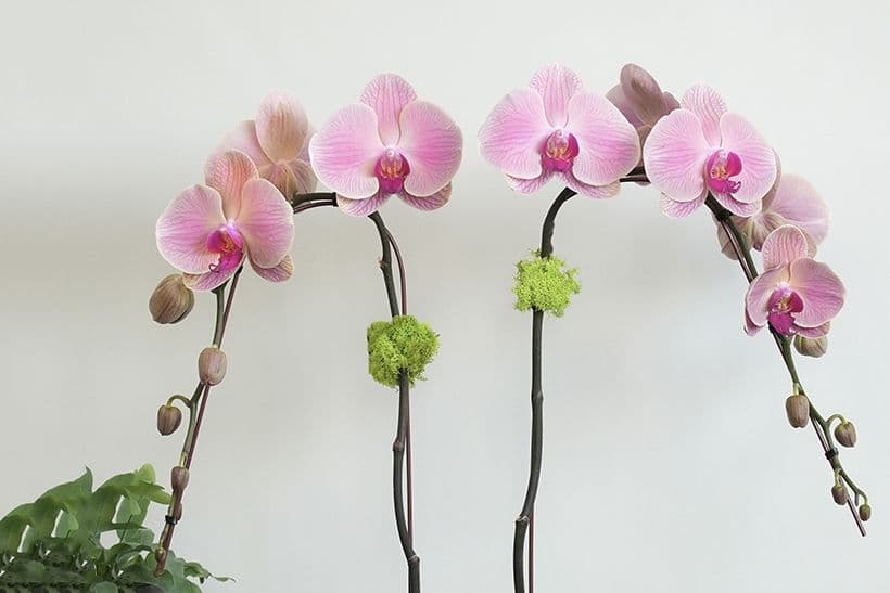 Orchid Dynasty