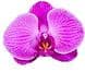 Orchid Man