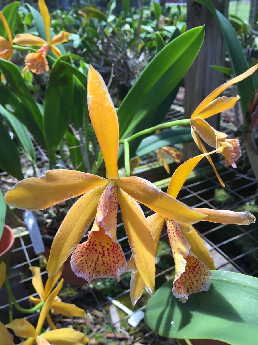 Orchid Trail