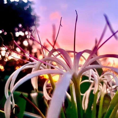 Orchid Tree Gardens
