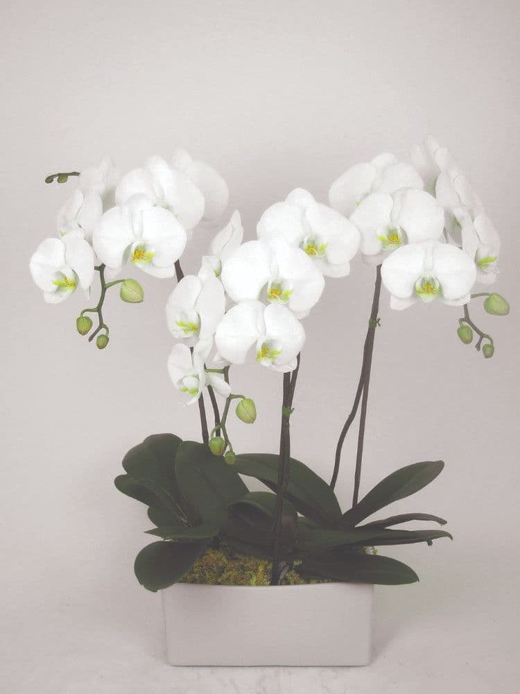 OrchidNYC LLC