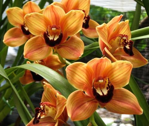 Orchids Fiore D’Amore