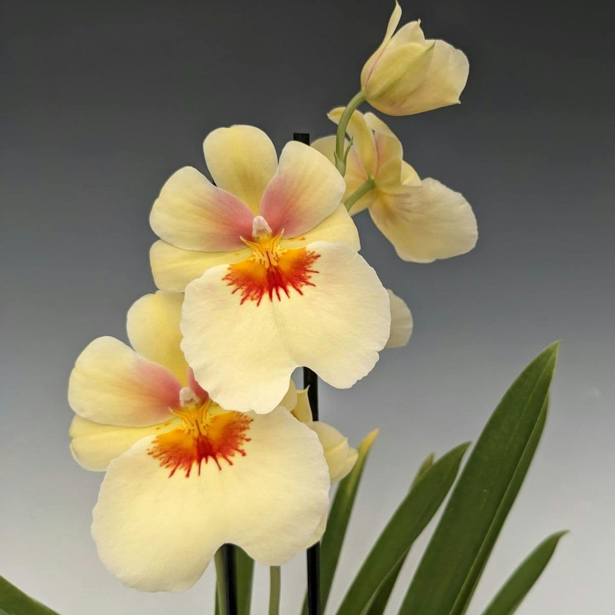 Orchids Limited - Fridays 10am-4pm, 1st & 3rd Saturdays of the month 10-3 unless otherwise noted