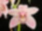 Orchids Royale