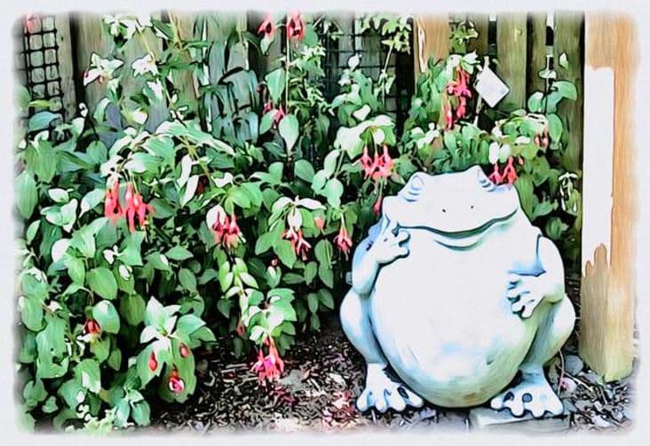 Oregon Fuchsia Society plant sale