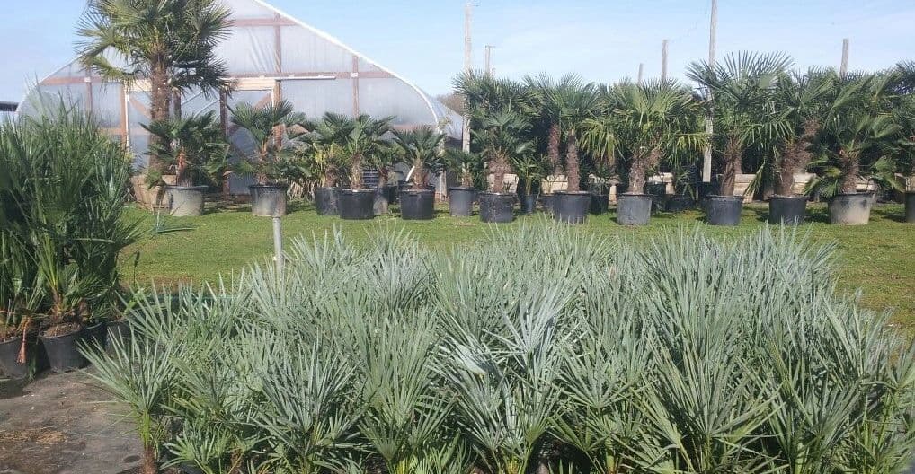 Oregon Palm Nursery