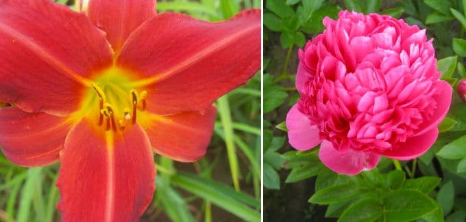 Oregon Perennial Co