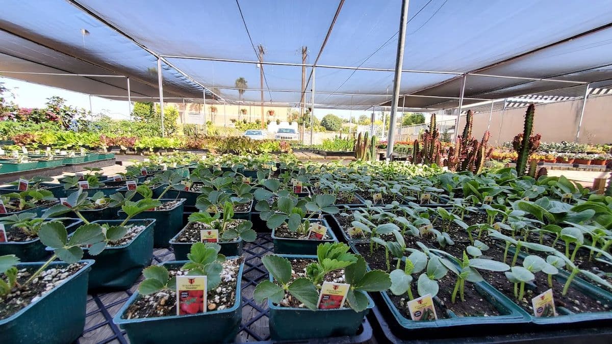 Oriental Nursery