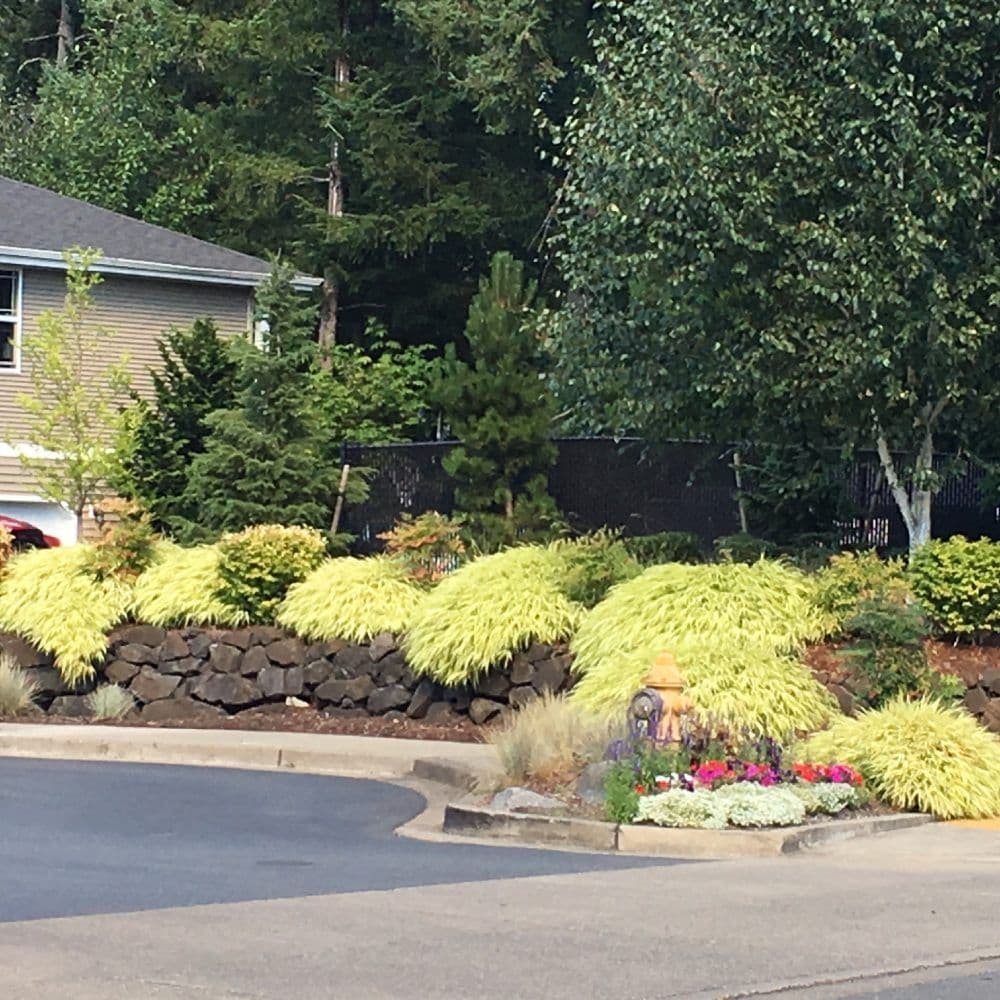 Ornamental Grasses of Puget Sound