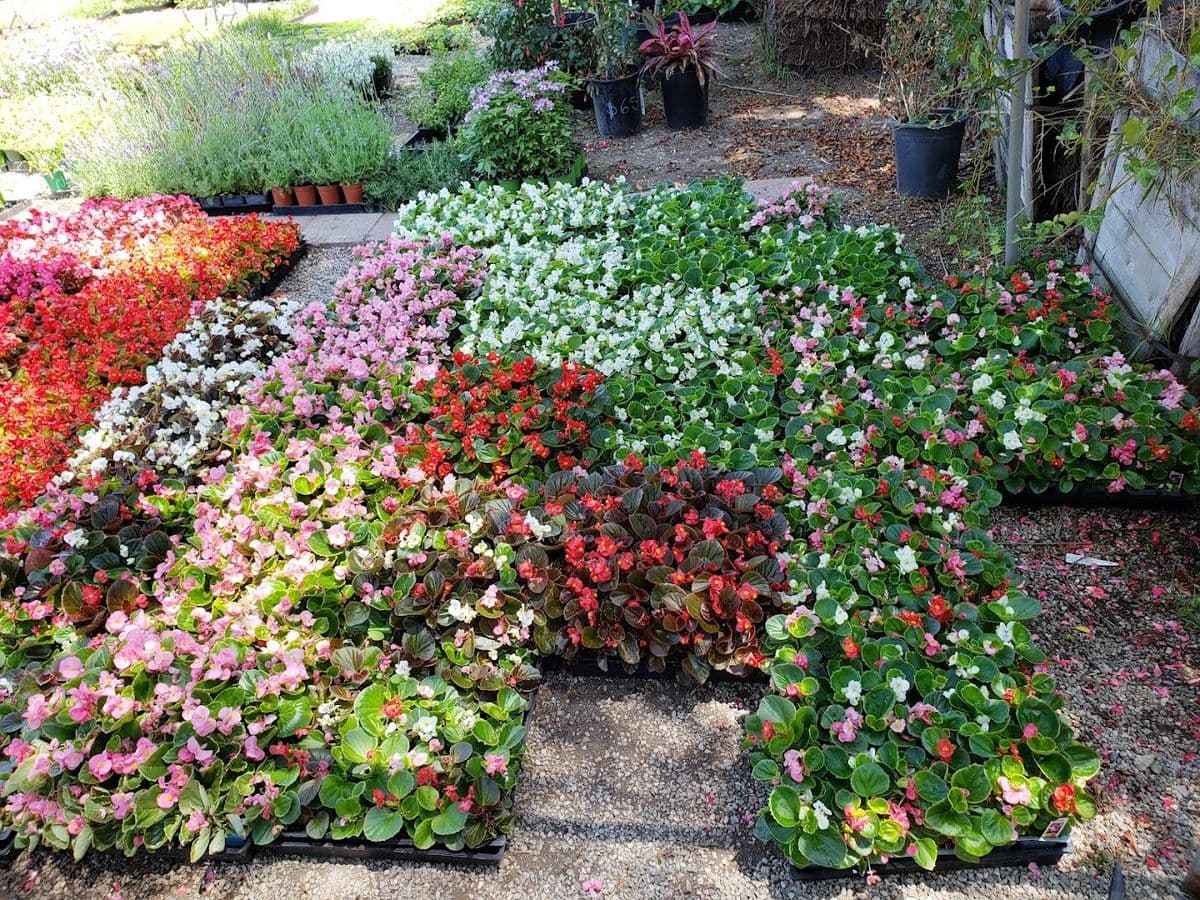 Orta Garden Supply, Inc. (Nursery)