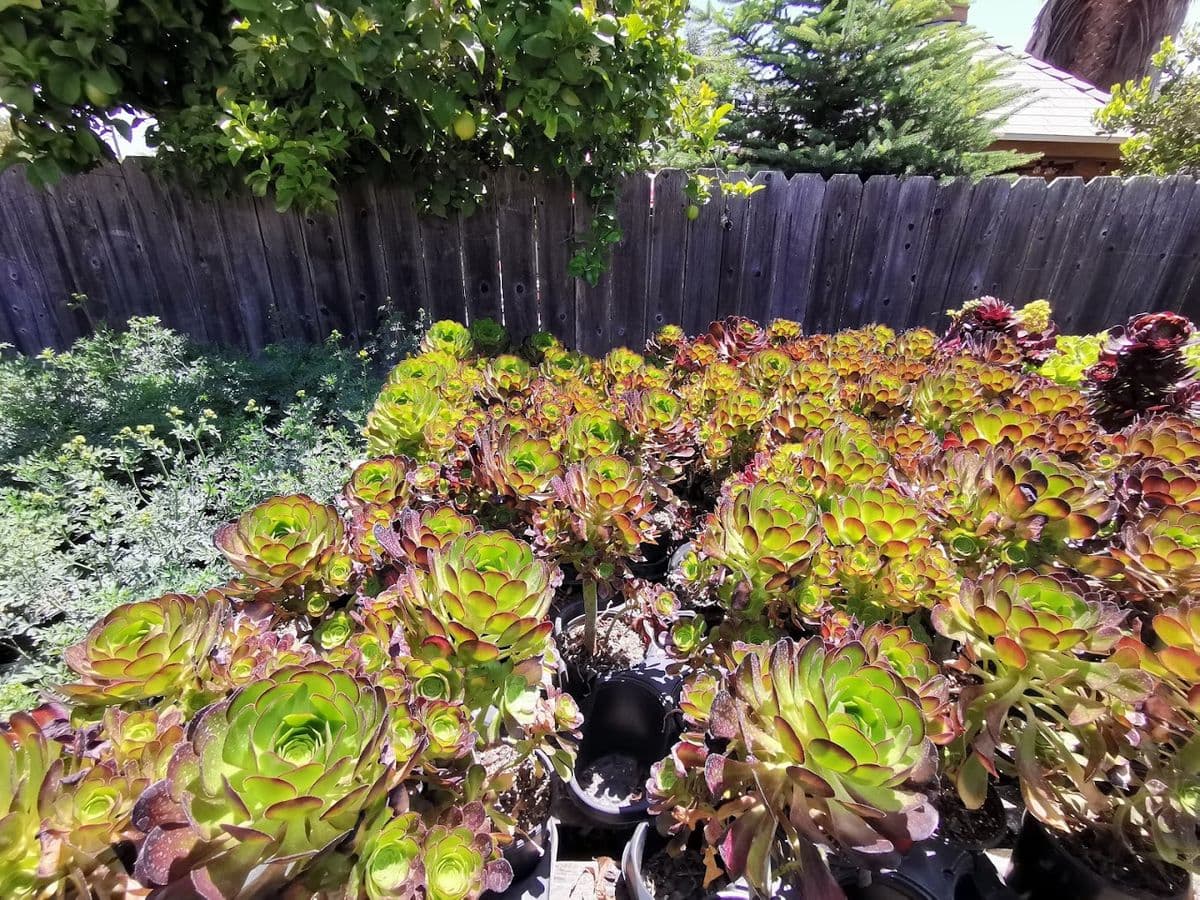 Ortegas Nursery