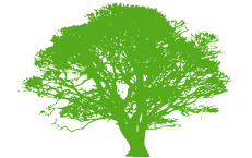 Oshan Trees