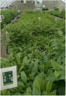 Otsego Soil Conservation District - Native Plant Nursery