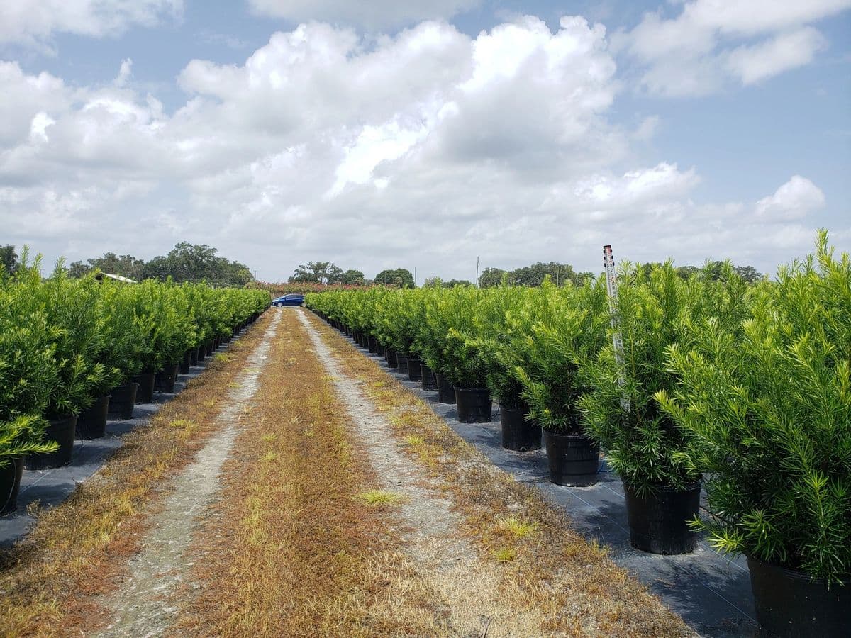 Outfox Farms
