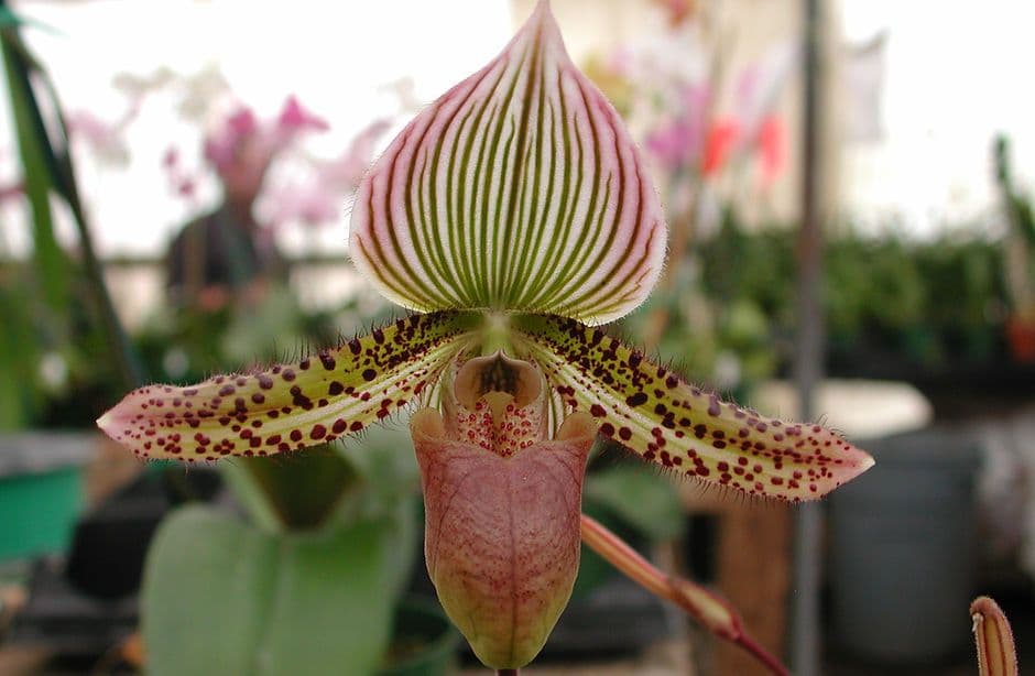Owens Orchids