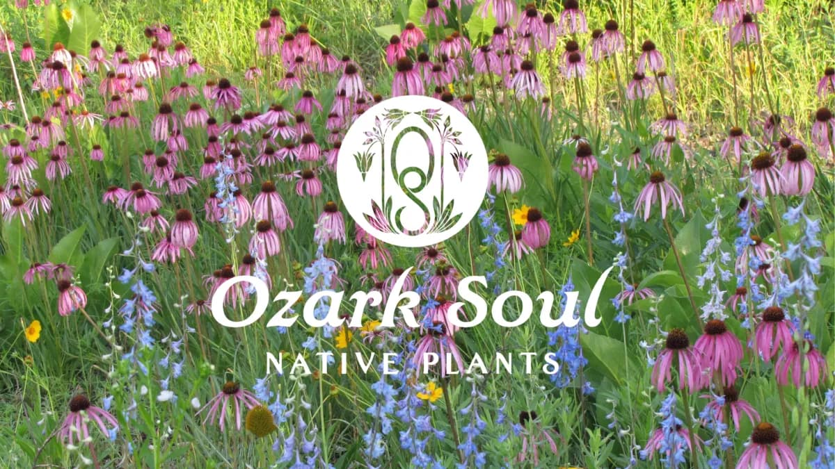 Ozark Soul Native Plants