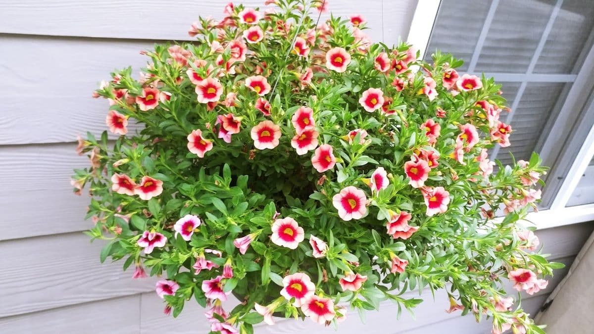P & K Nurseries
