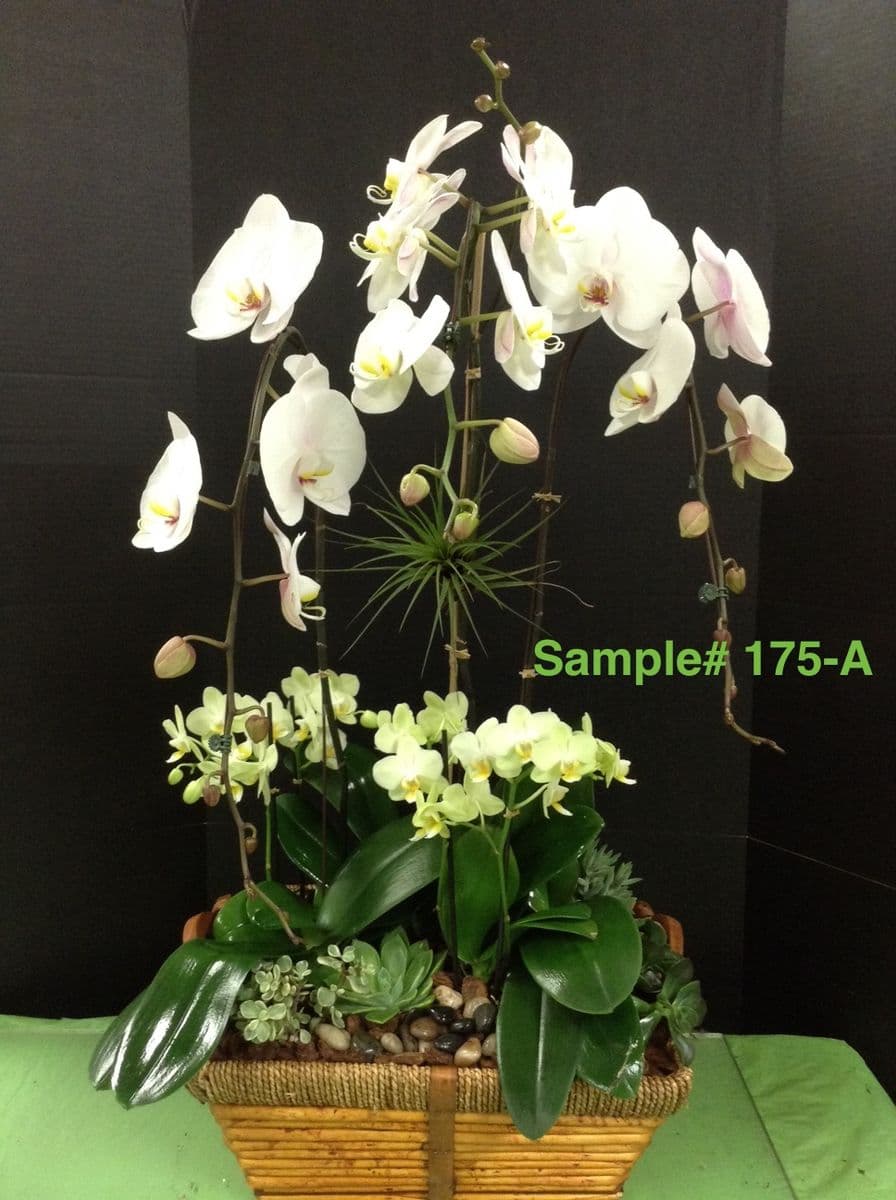 Pac 8 Orchids