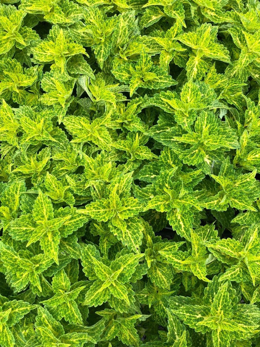 Pacific Crest Nursery