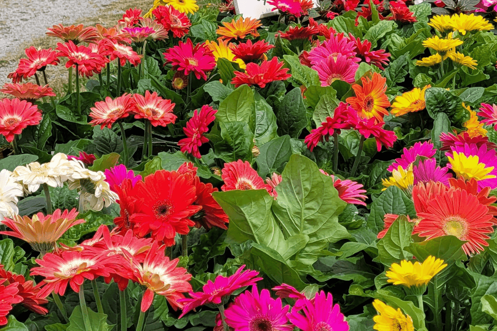 Pack's Nursery & Landscaping