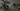 Pafe Plants