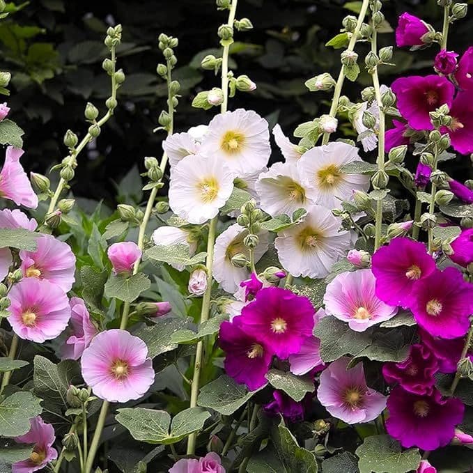 Pajarito Flower Farm