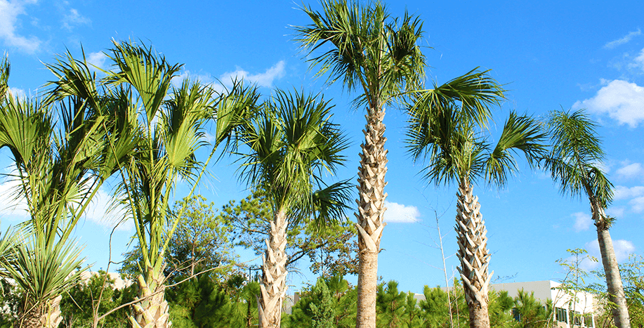 Palm & Garden Nursery