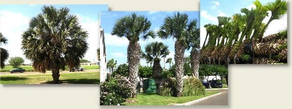 Palm Gardens Inc