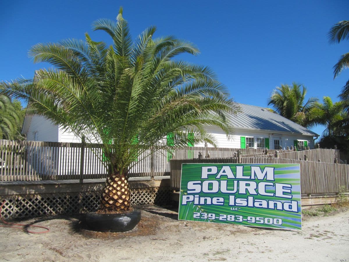 Palm Source Pine Island LLC