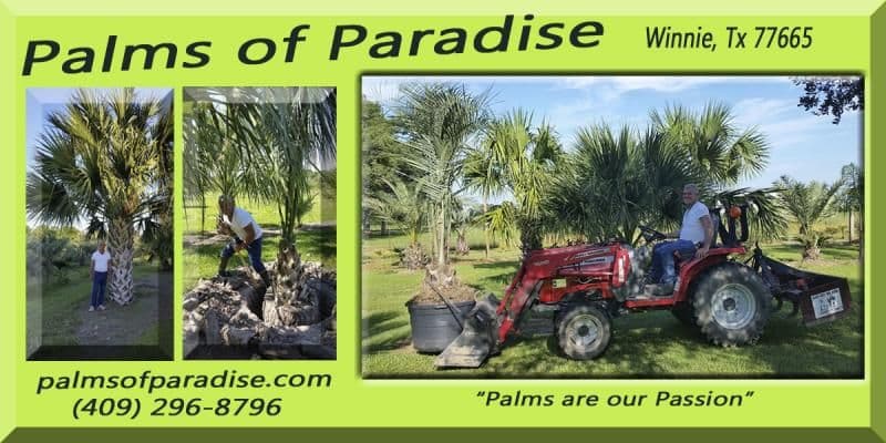 Palms of Paradise Nursery
