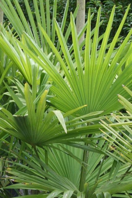 Palms Unlimited