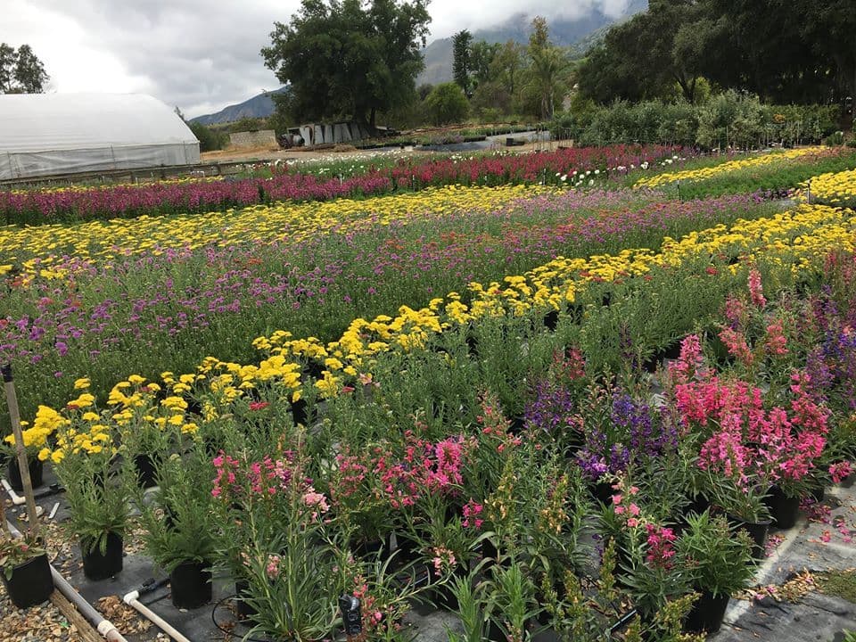 Palomar Mesa Growers