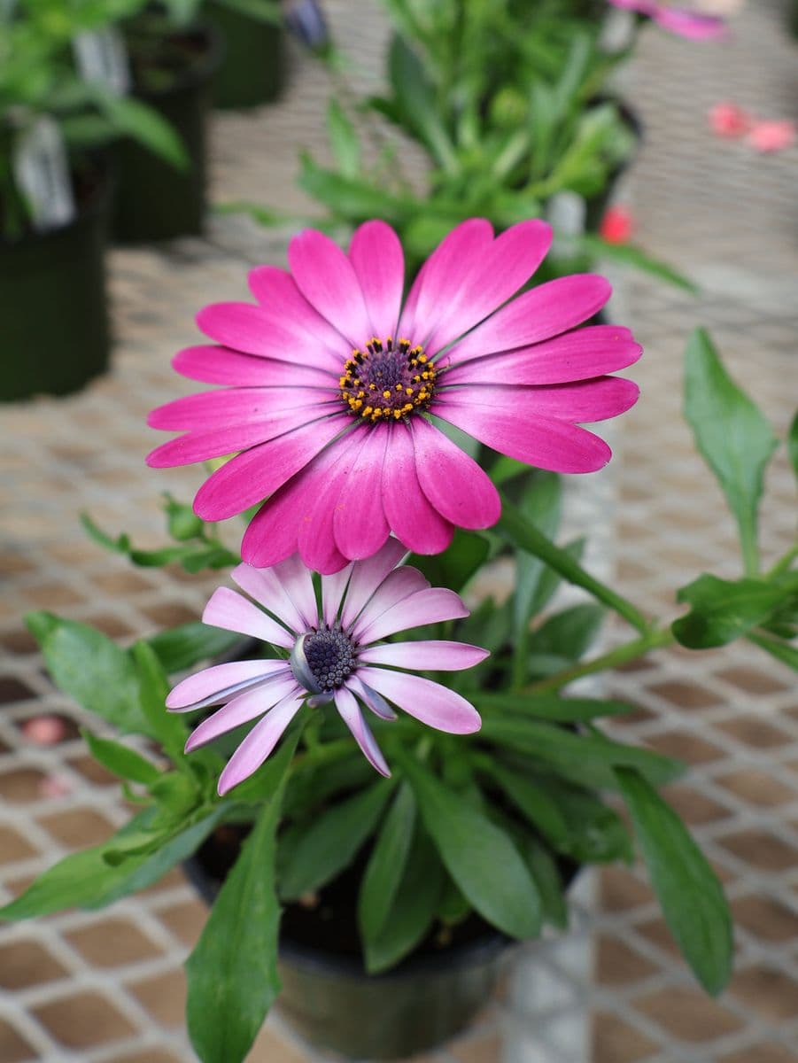 Pandy's Garden Center