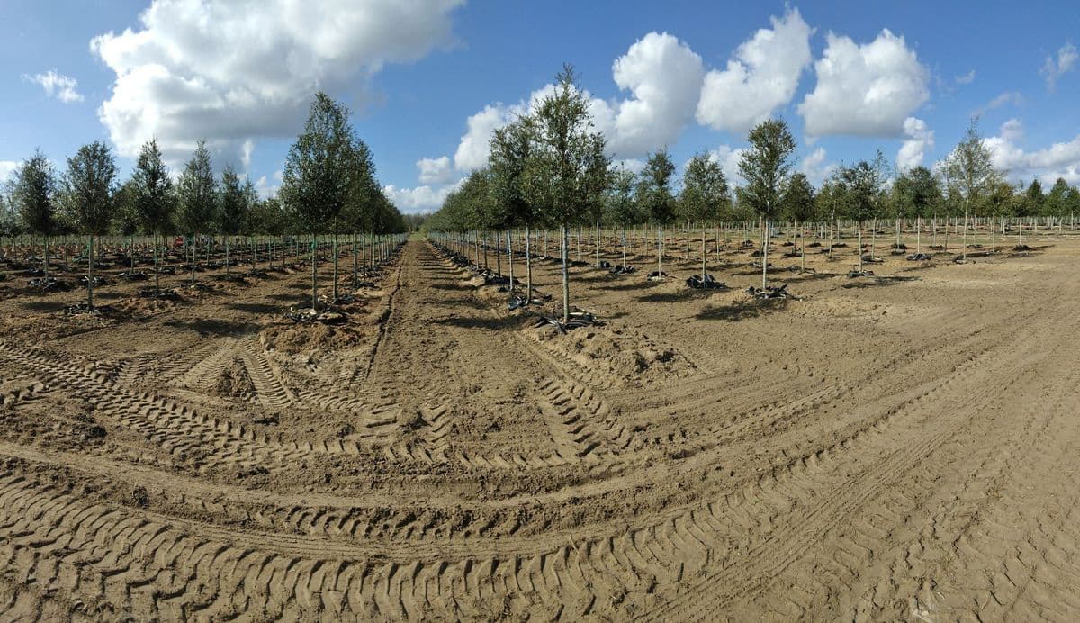 Panhandle Growers Inc