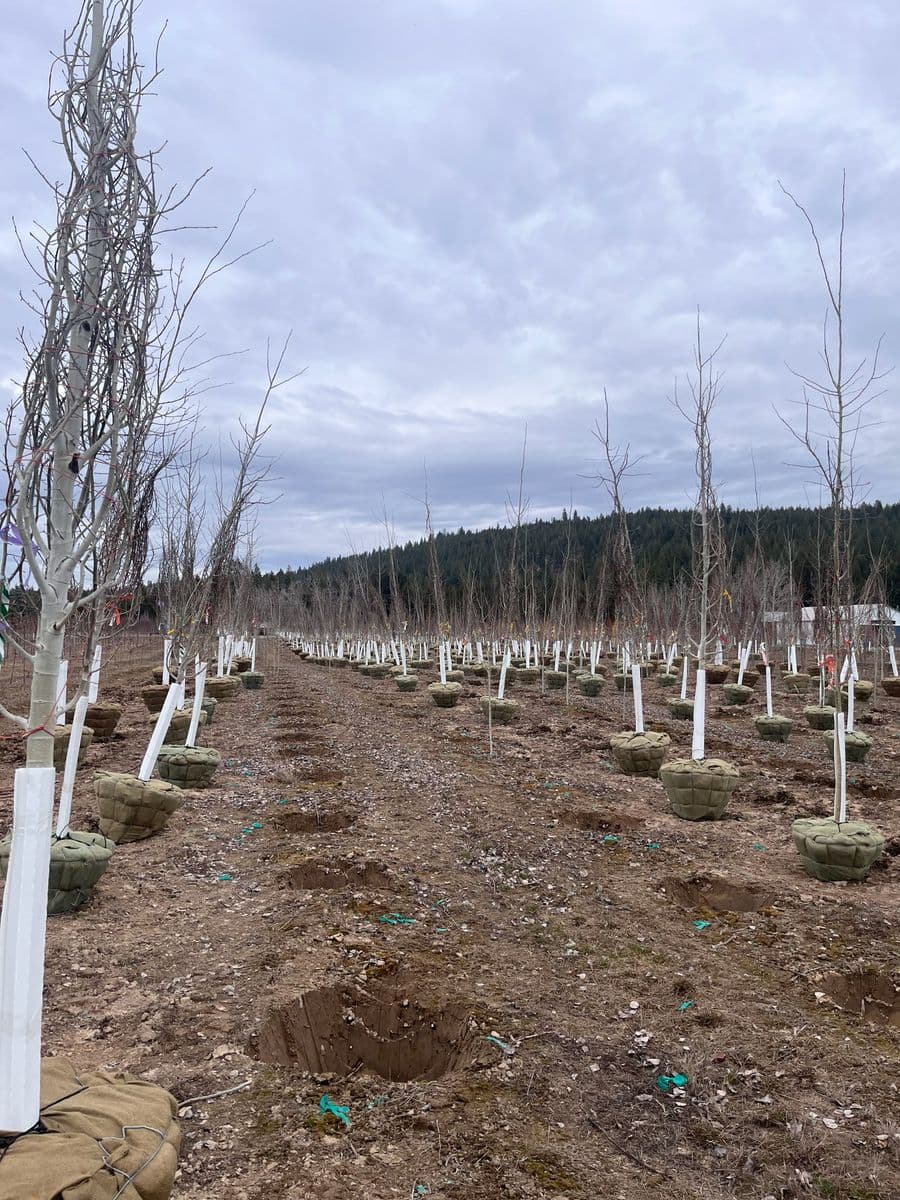 Panhandle Nursery Inc