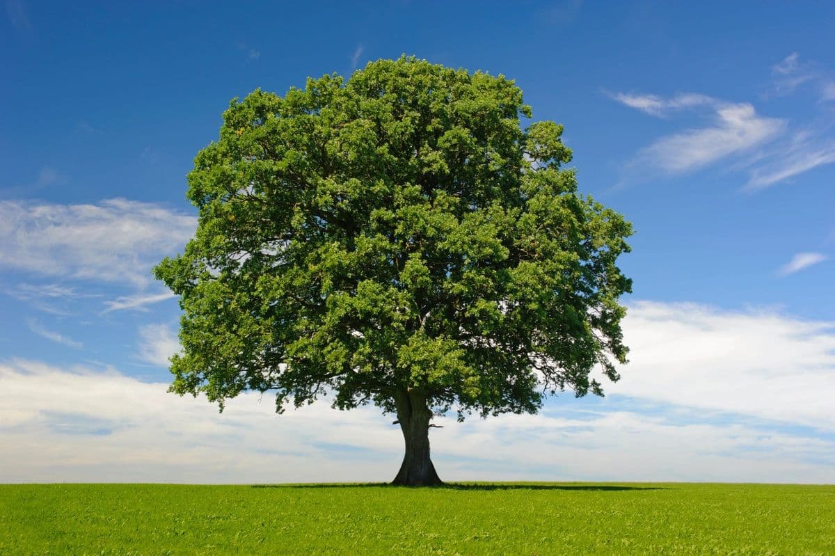 Panhandle Tree Source