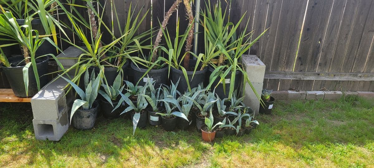 Panzer Plants