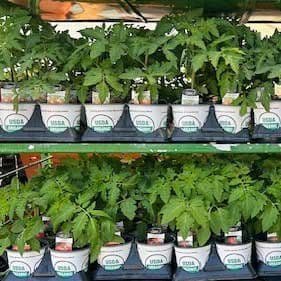 Papa's Organic Plants