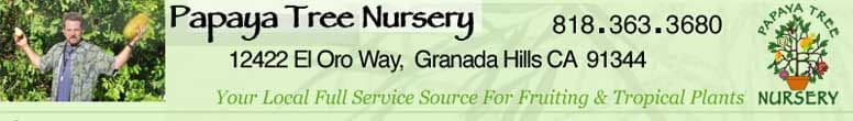 Papaya Tree Nursery (Open by same-day appointment only please)