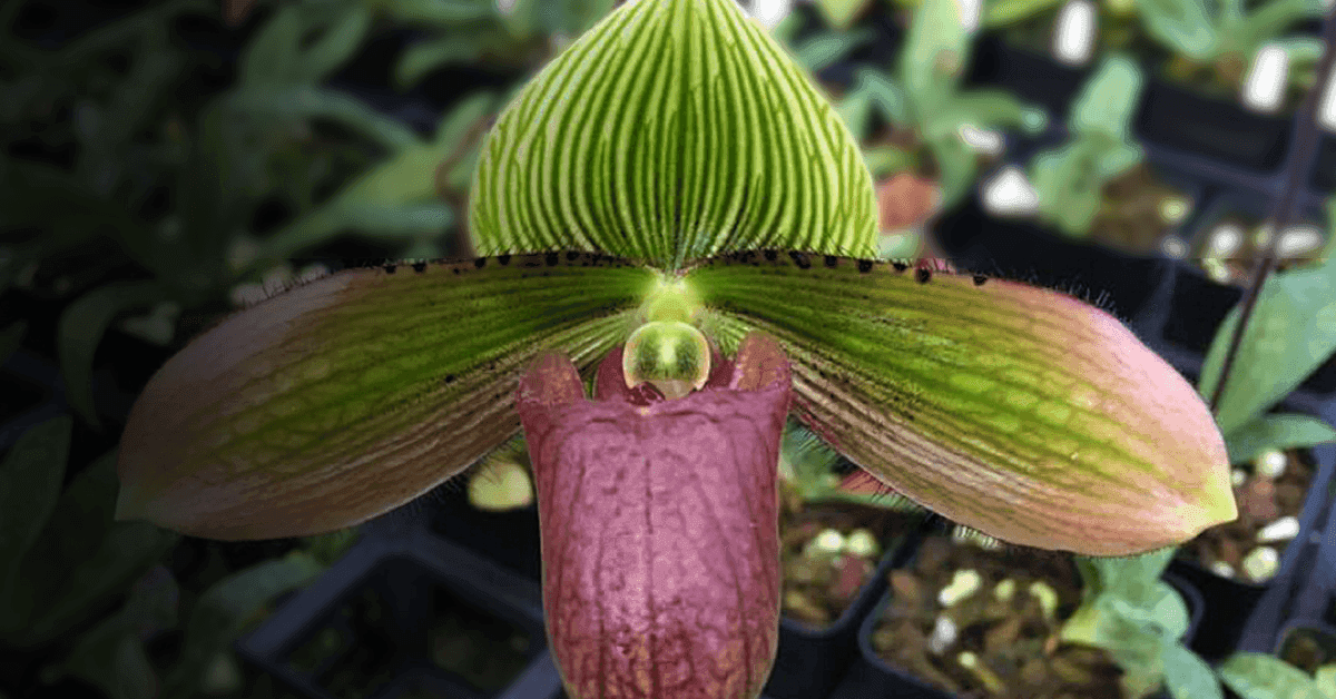 Paph Paradise