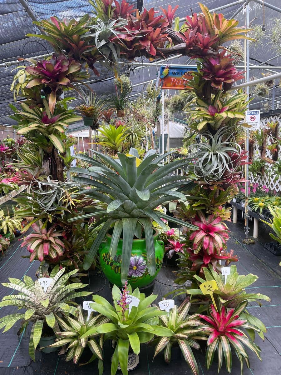 Paradise Air Plants