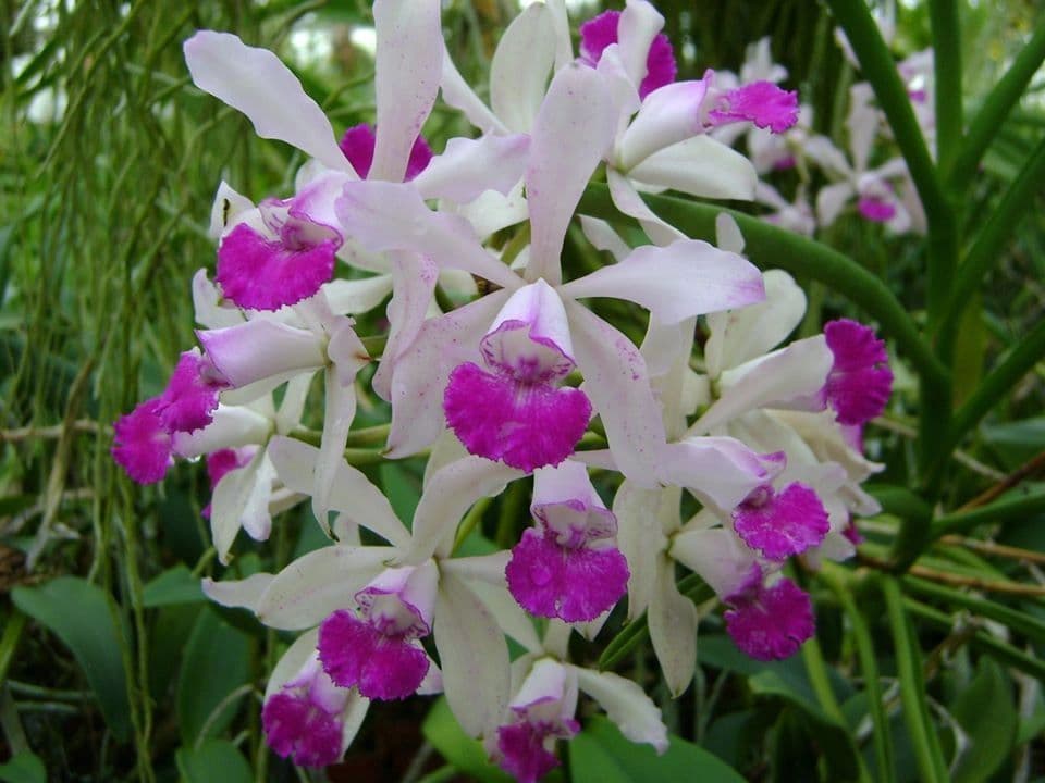 Paradise Orchids Inc