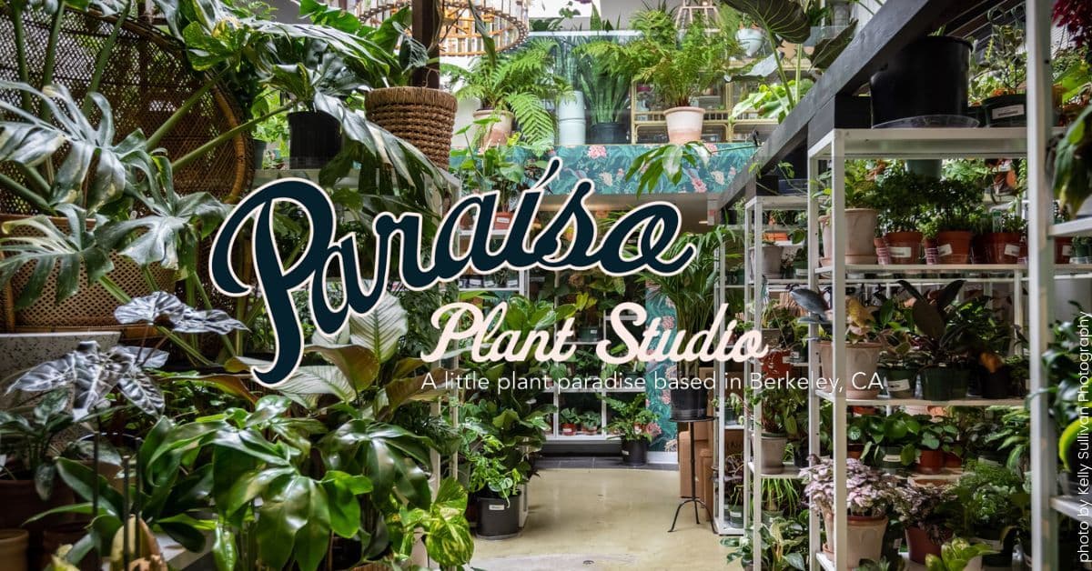 Paraíso Plant Studio