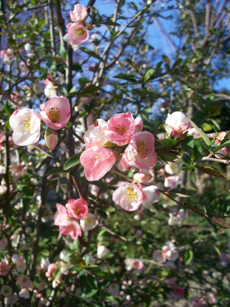 Park's Bonsai Farm Nursery