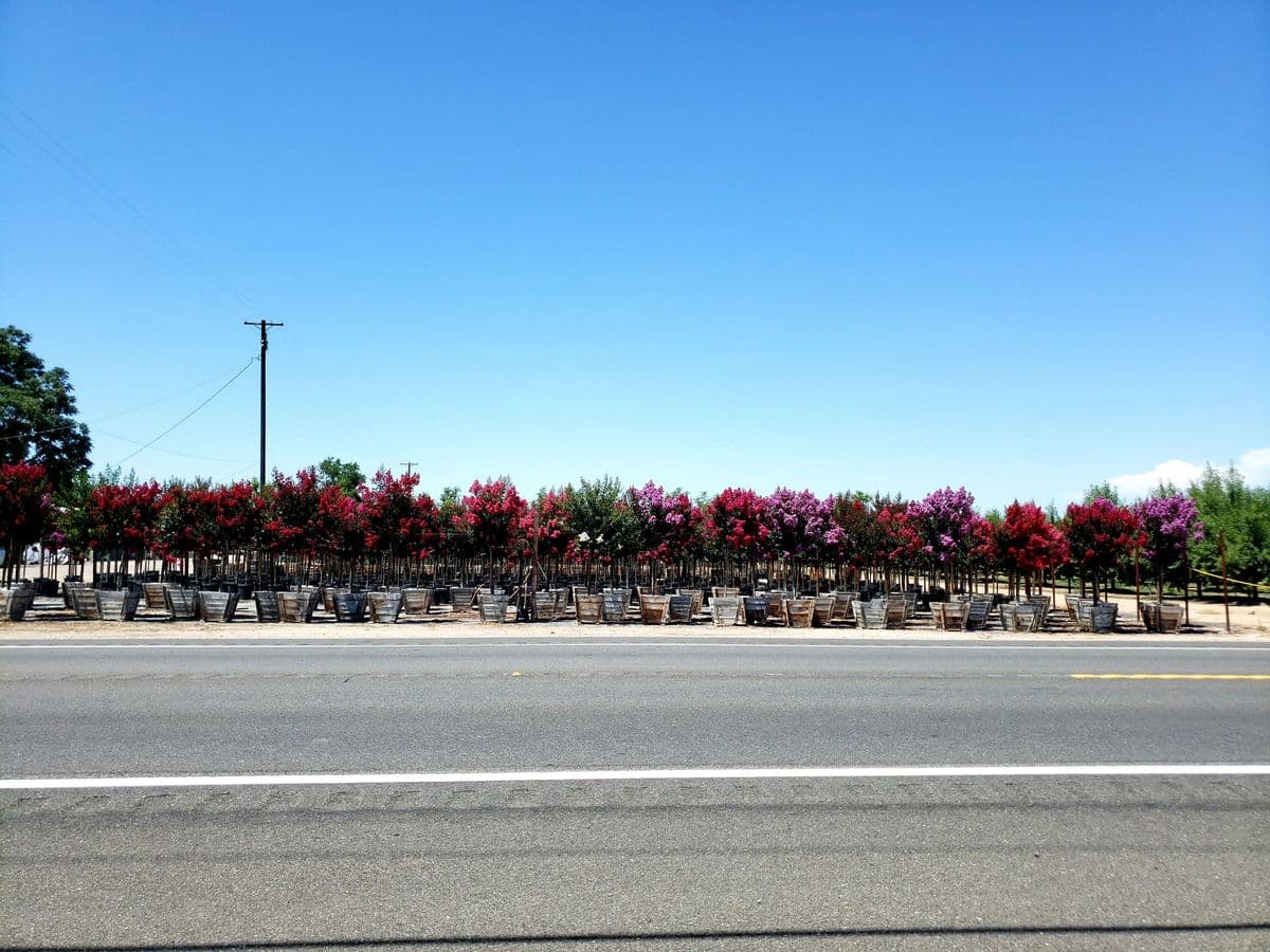 Parks Wholesale Nursery