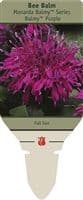 Parran's Greenhouse & Farm Market - Monroe