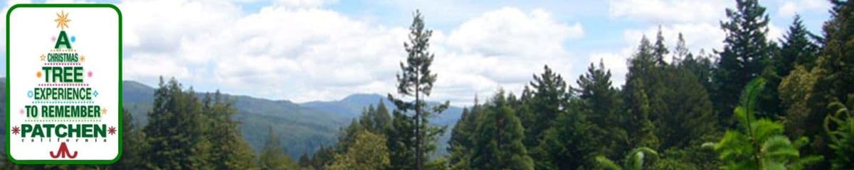 Patchen Old Town Christmas Tree Farm