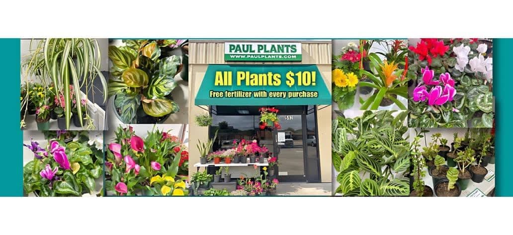 Paul Plants
