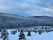 Paxton Meadow Christmas Tree Farm