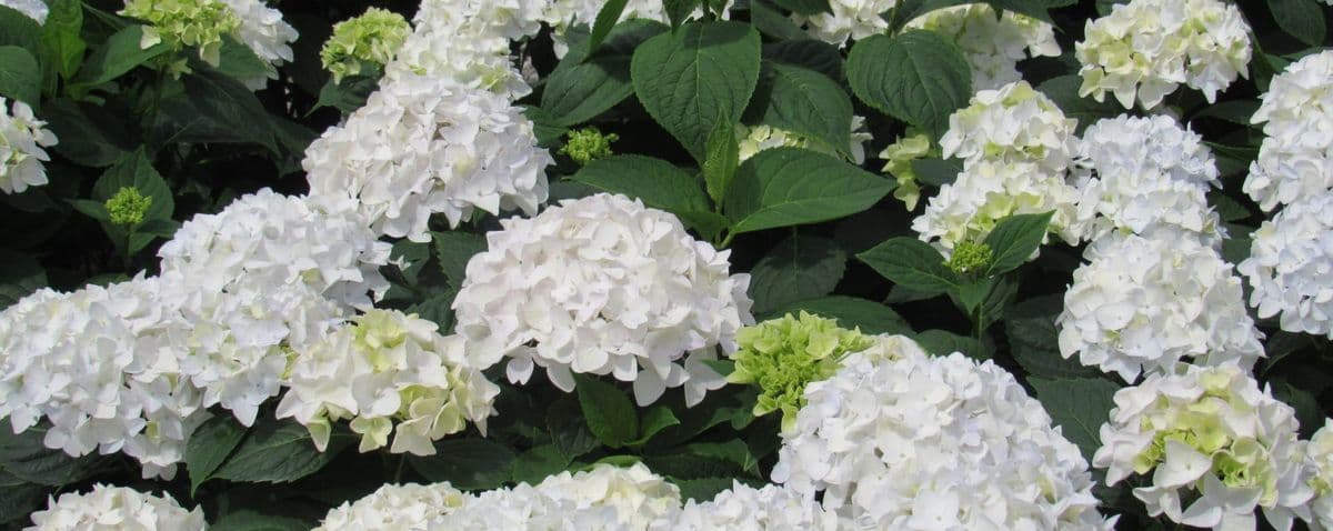 Payne Nursery
